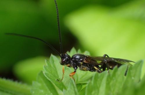 Alomya debellator